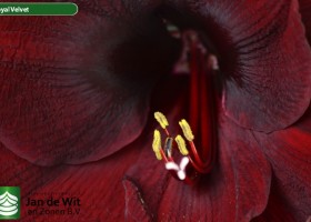 hippeastrum Royal Velvet (3)